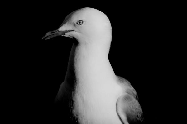Kristina Hlavackova photograph of Seagull