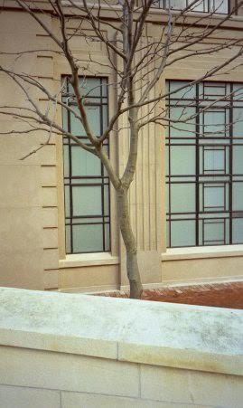 Urban tree, photograph Roland Idaczyk