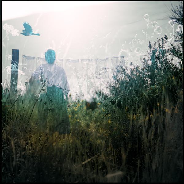 Photographic/still image artwork by Amber Jayne-Bain. Delicate tracery of long grass and seedheads is double exposed with a scene of a woman at a clothes line hung with tea towels. Her clothes are late 19th century. She stands with her back to us, holding a basket on her hip and gazing at a kereru in flight.