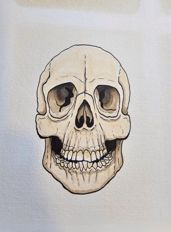 "Echo" by Becks Popham. A drwing of a grinning skull. It is detailed and anatomically correct and seems full of character, friendly and jolly. Part of exhibtion 'Bingo Card' at Thistle Hall Community Gallery   