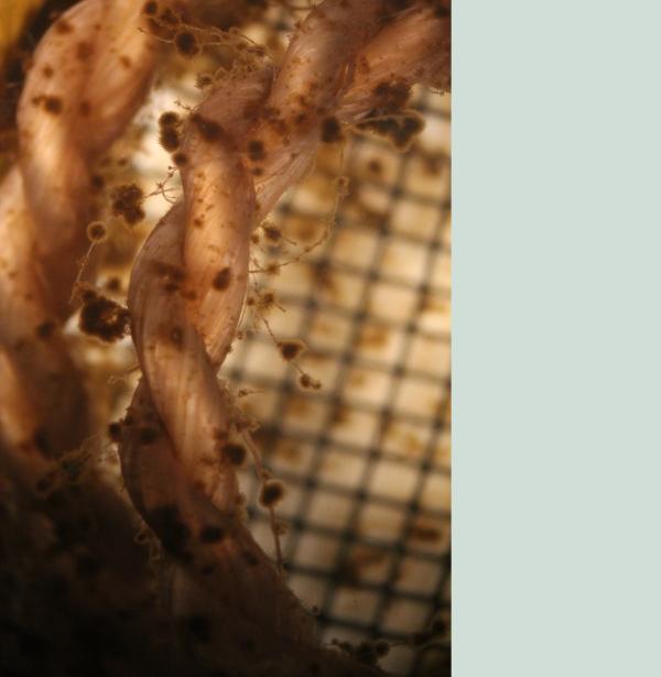 Māia-te-oho Holman-Wharehoka microscopic photograh
