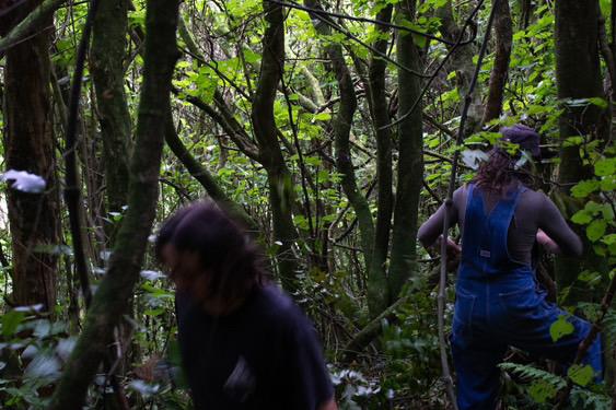 Aotearoa bush, twisted tree trunks in bluish light, bright pops of green where the sunlight shines through leaves. Two figures are in the foreground, walking among the trees. Punaka Collective.