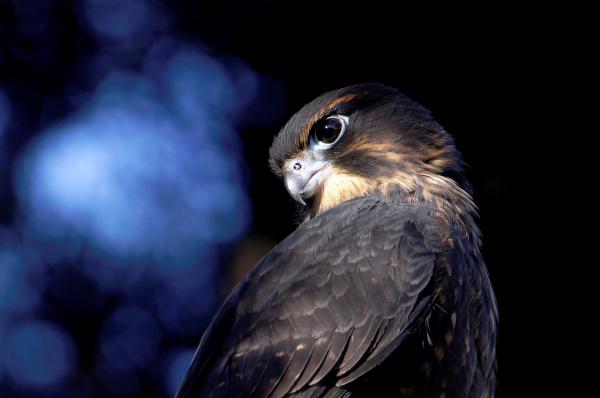 A closeup photograph of a Karearea