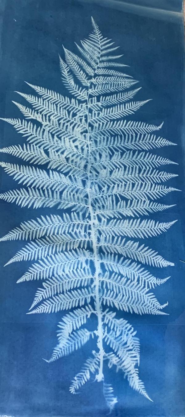 Cyanotype print of fern by Marolyn Krasner