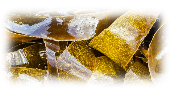 A closeup photo of glossy seaweed by Mary Livingston
