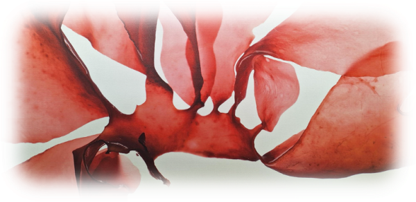 A closeup photograph of seaweed by Nicole Miller