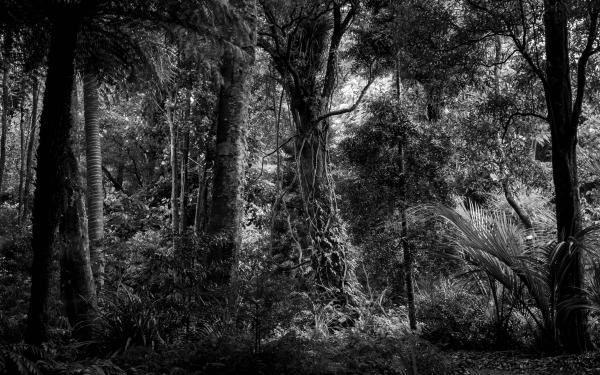 Black and white photo of old grown trees. Title Otari Giants by Richard Spencer.