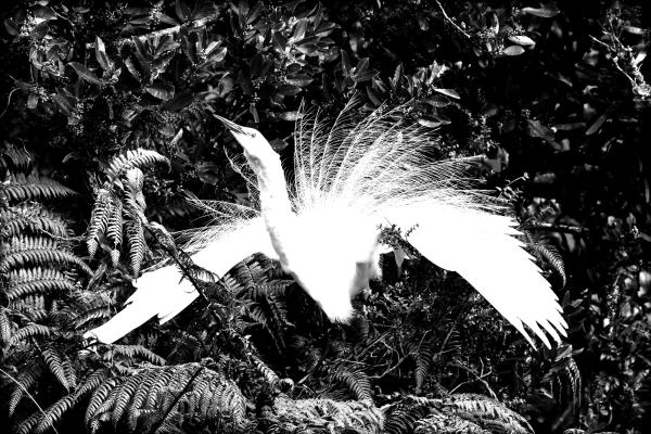 A highly contrasted black and white photograph of a white heron